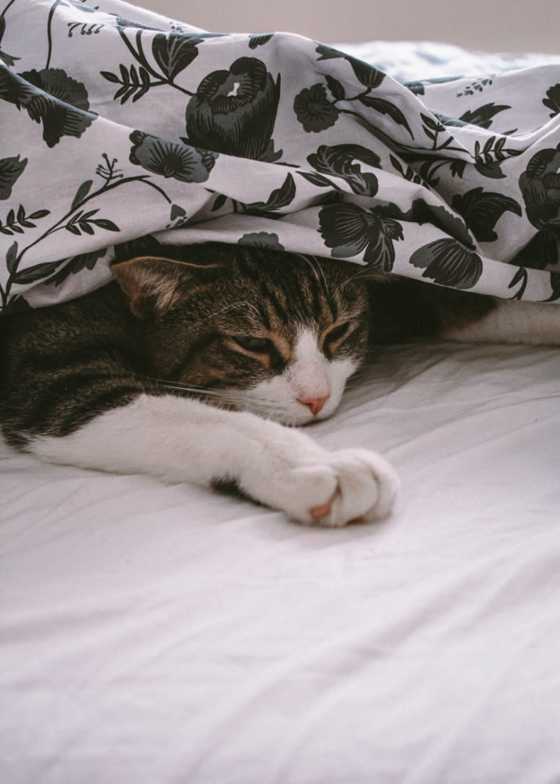 How to Stop Cat Vomiting (Helpful Tips for Your Cats Health)